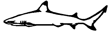stickers autocollants poissons de mer requin pointe noire